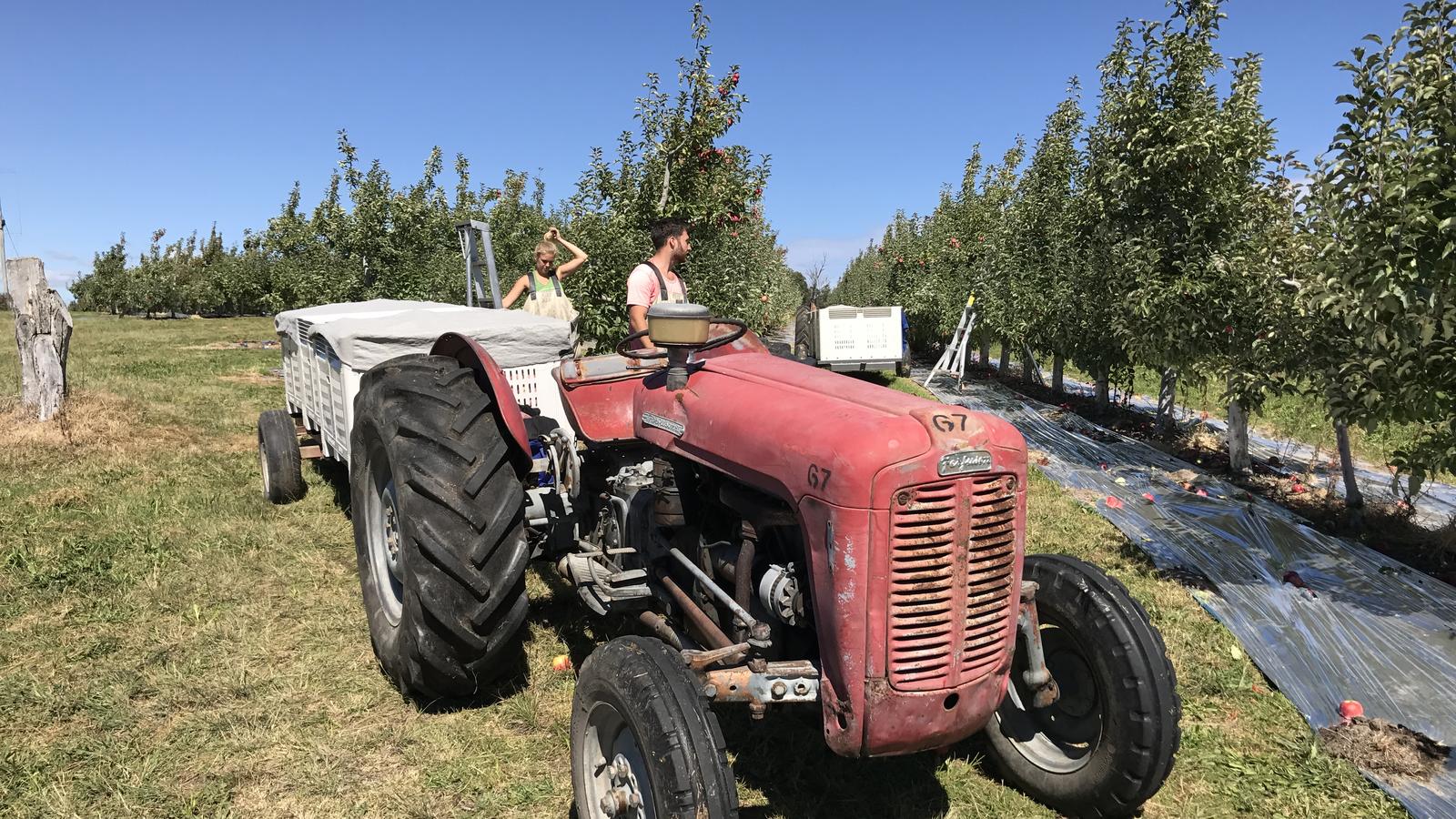 Workers harvesting apples by tractor in a Queensland orchard