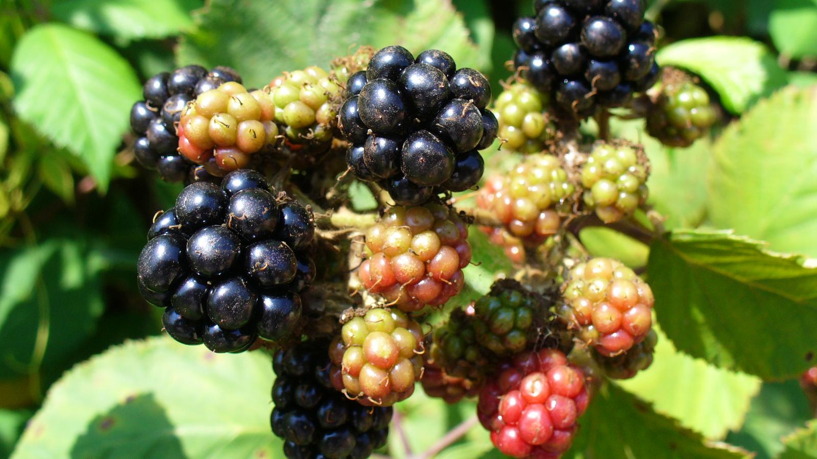 Ripe and unripe blackberries clustered on a bramble bush