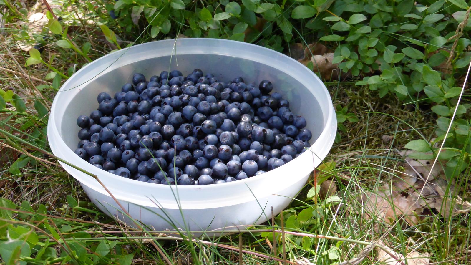 A bowl of freshly picked blueberries resting on grass beside the bush