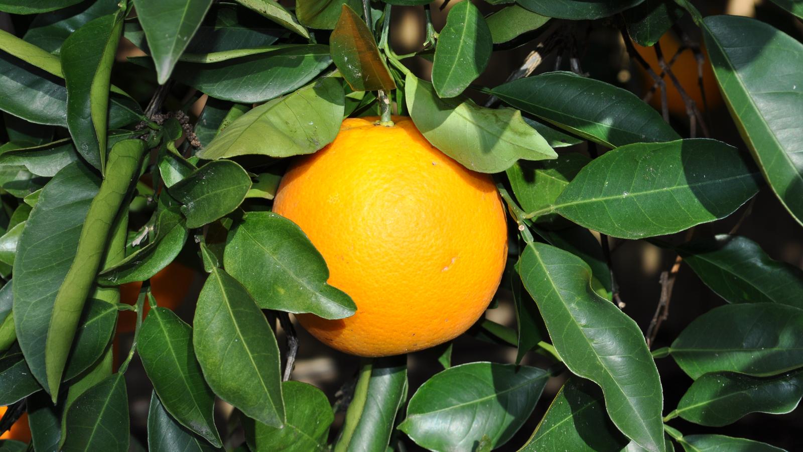 A ripe orange growing on a citrus tree, surrounded by green leaves