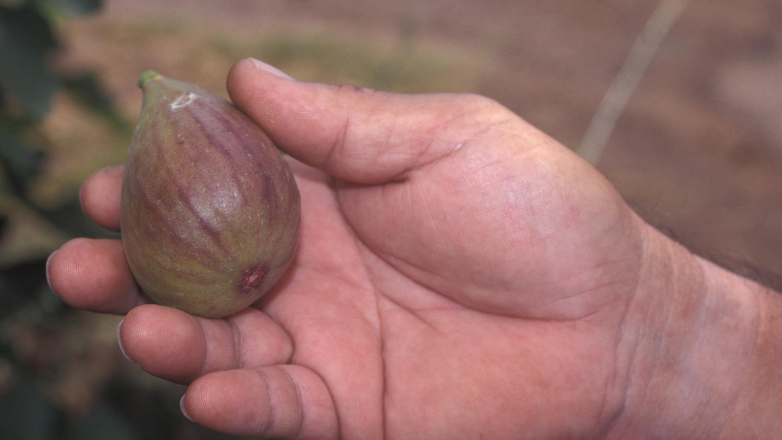 Ripe fig held in a hand, freshly picked at an orchard