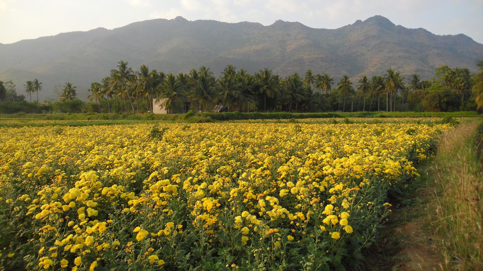 Rows of yellow flowers growing in a farm field