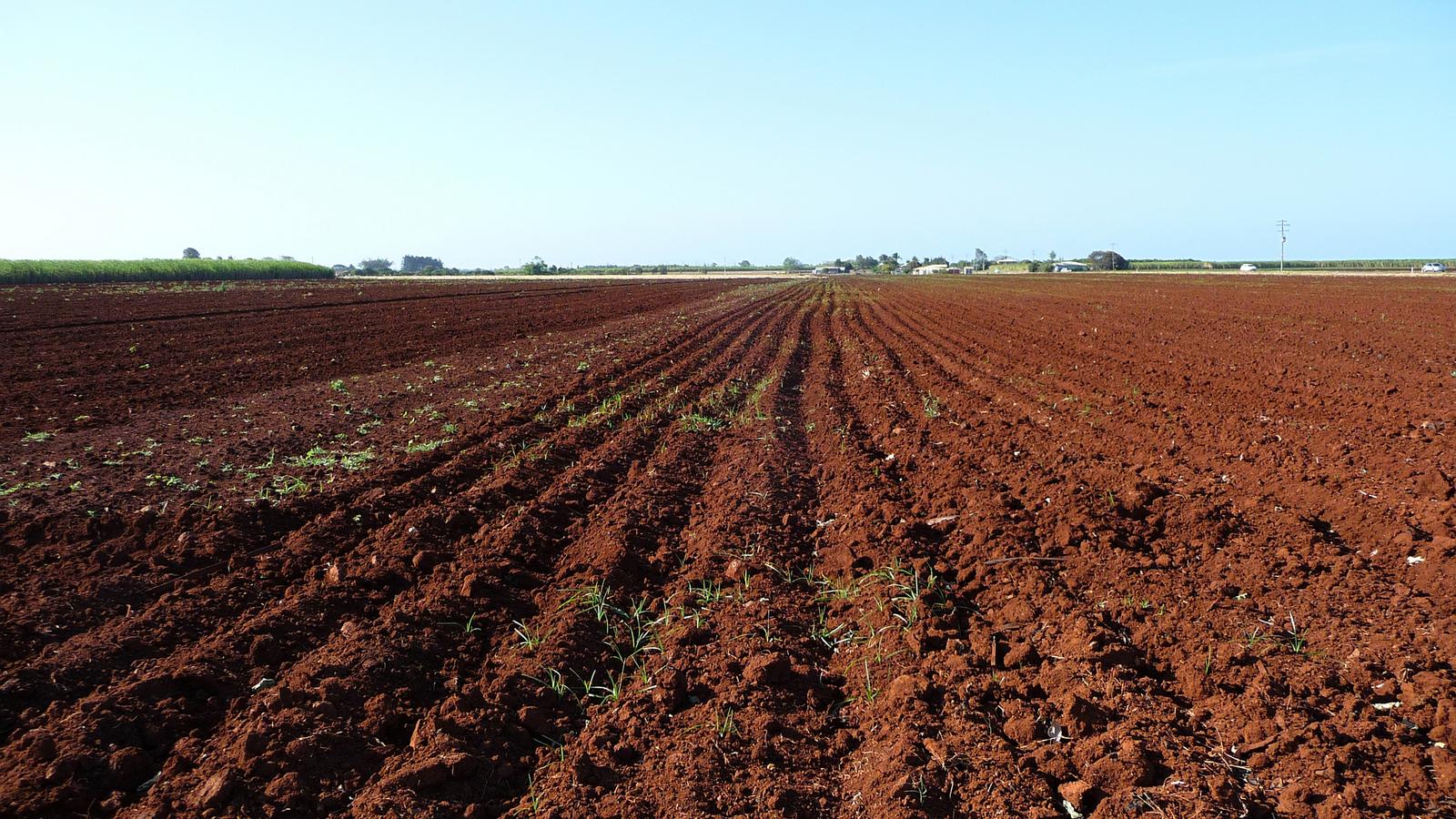 Freshly planted sugar cane rows in red volcanic soil near Bundaberg