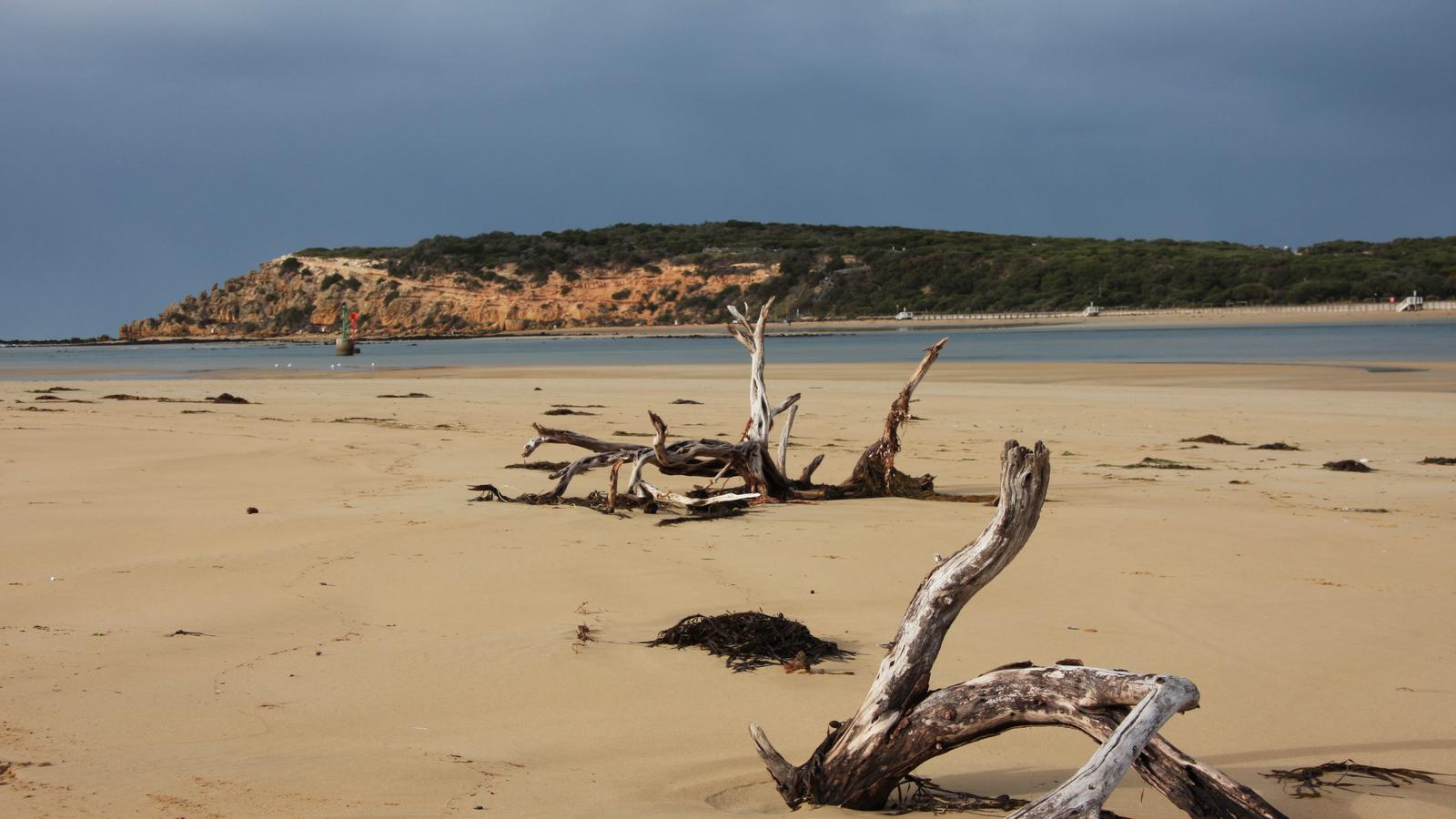 Driftwood on the beach at the Barwon Heads river mouth, Bellarine Peninsula