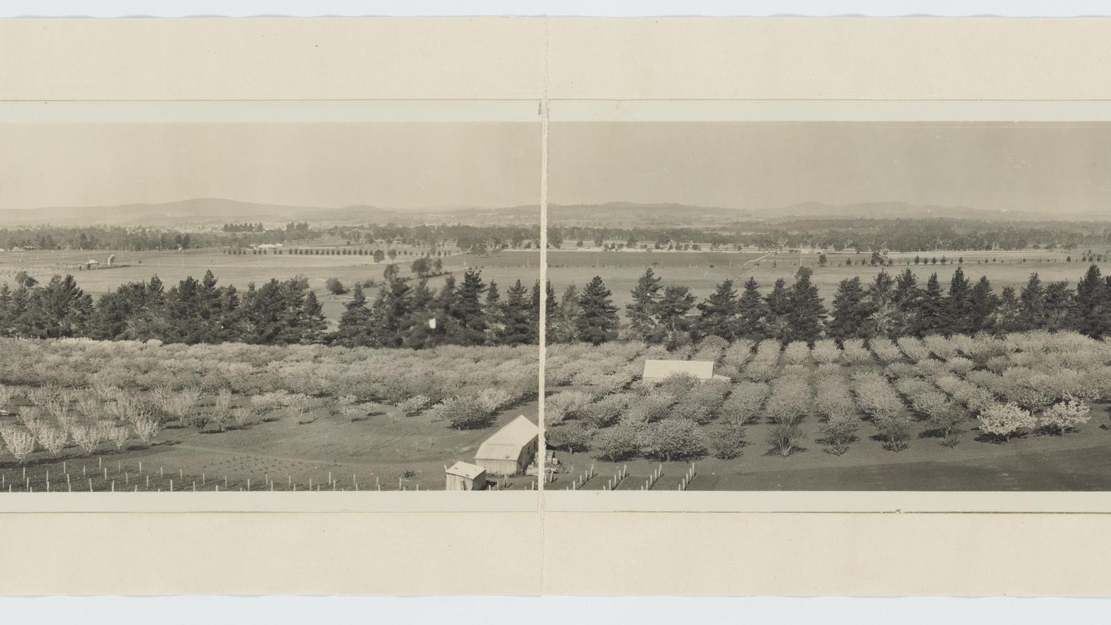 Historic orchard landscape in the Orange district