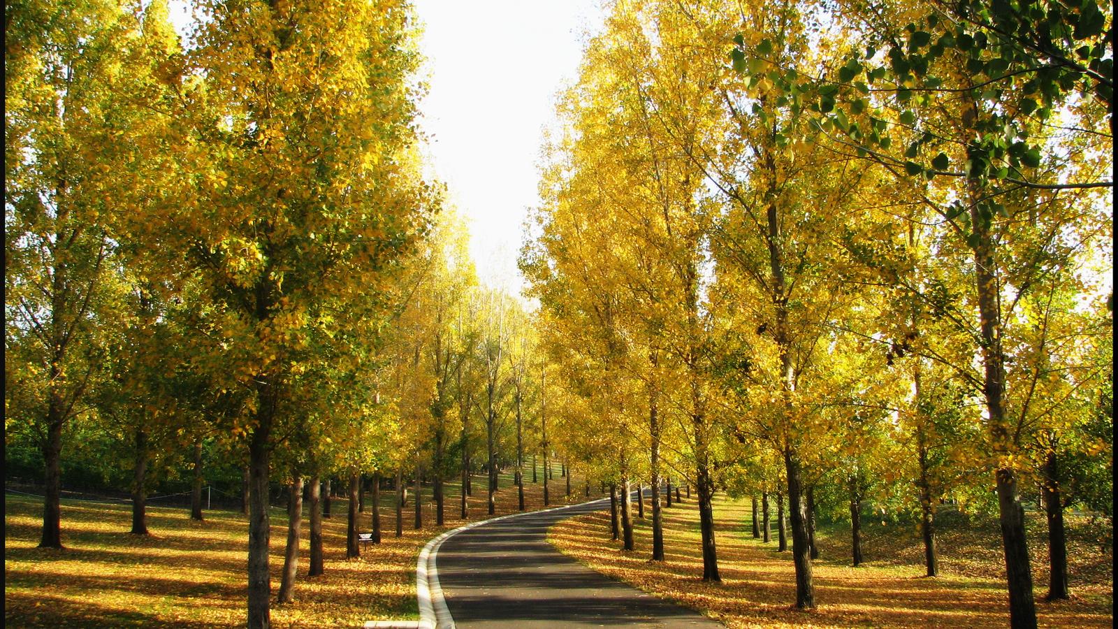 Autumn-coloured tree-lined avenue at TarraWarra Estate in the Yarra Valley