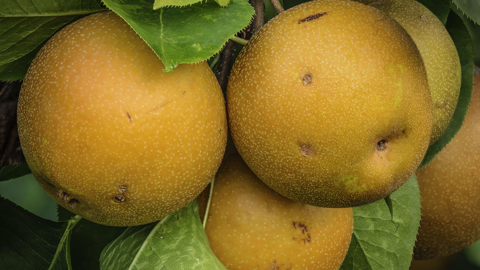 Ripe nashi pears growing on a tree branch