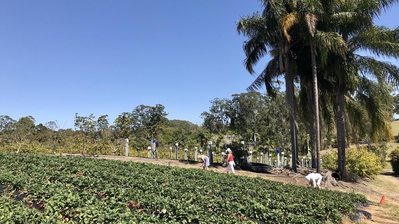 Visitors picking strawberries at a Queensland farm