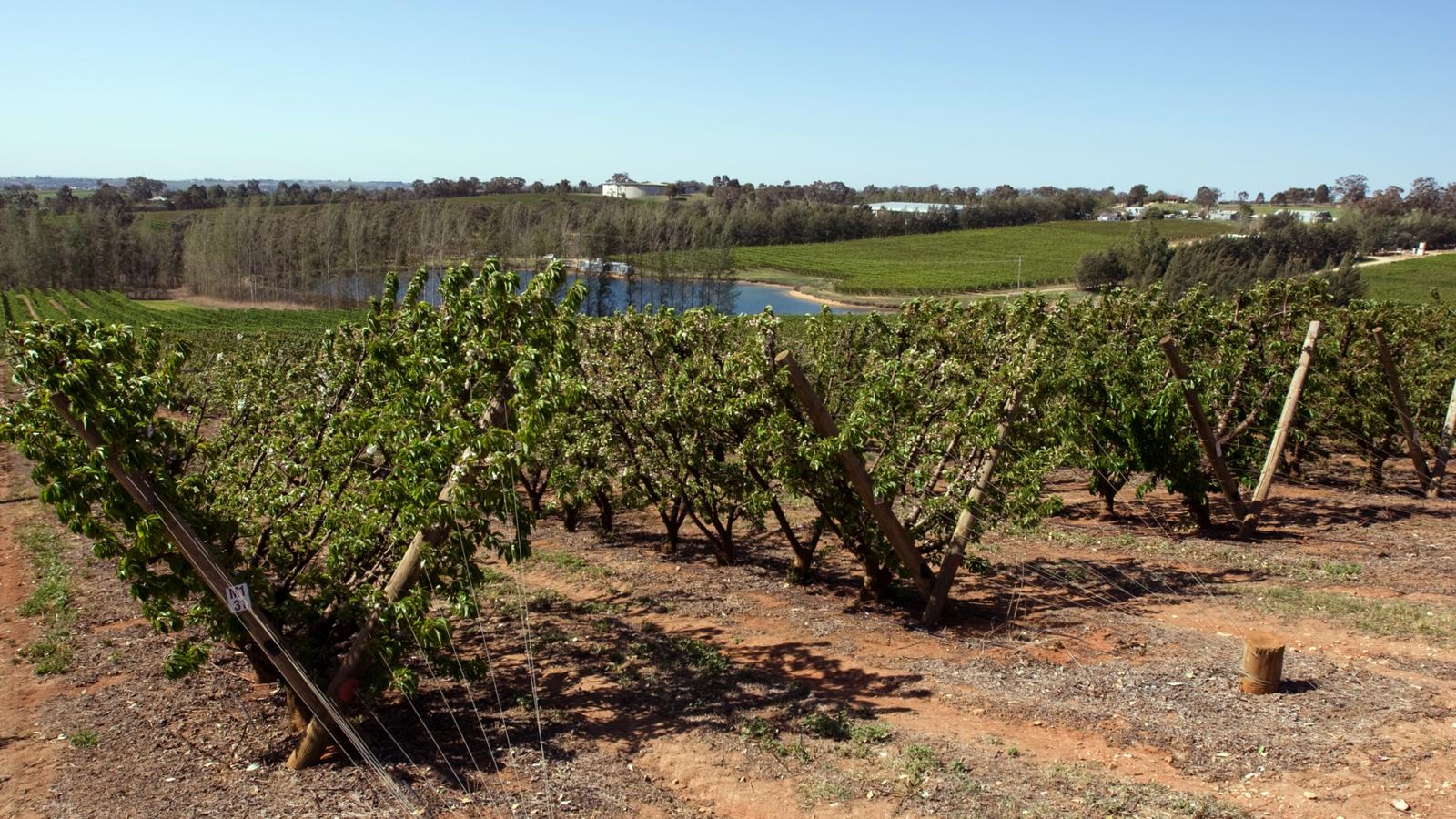 Cherry farm near Young in New South Wales
