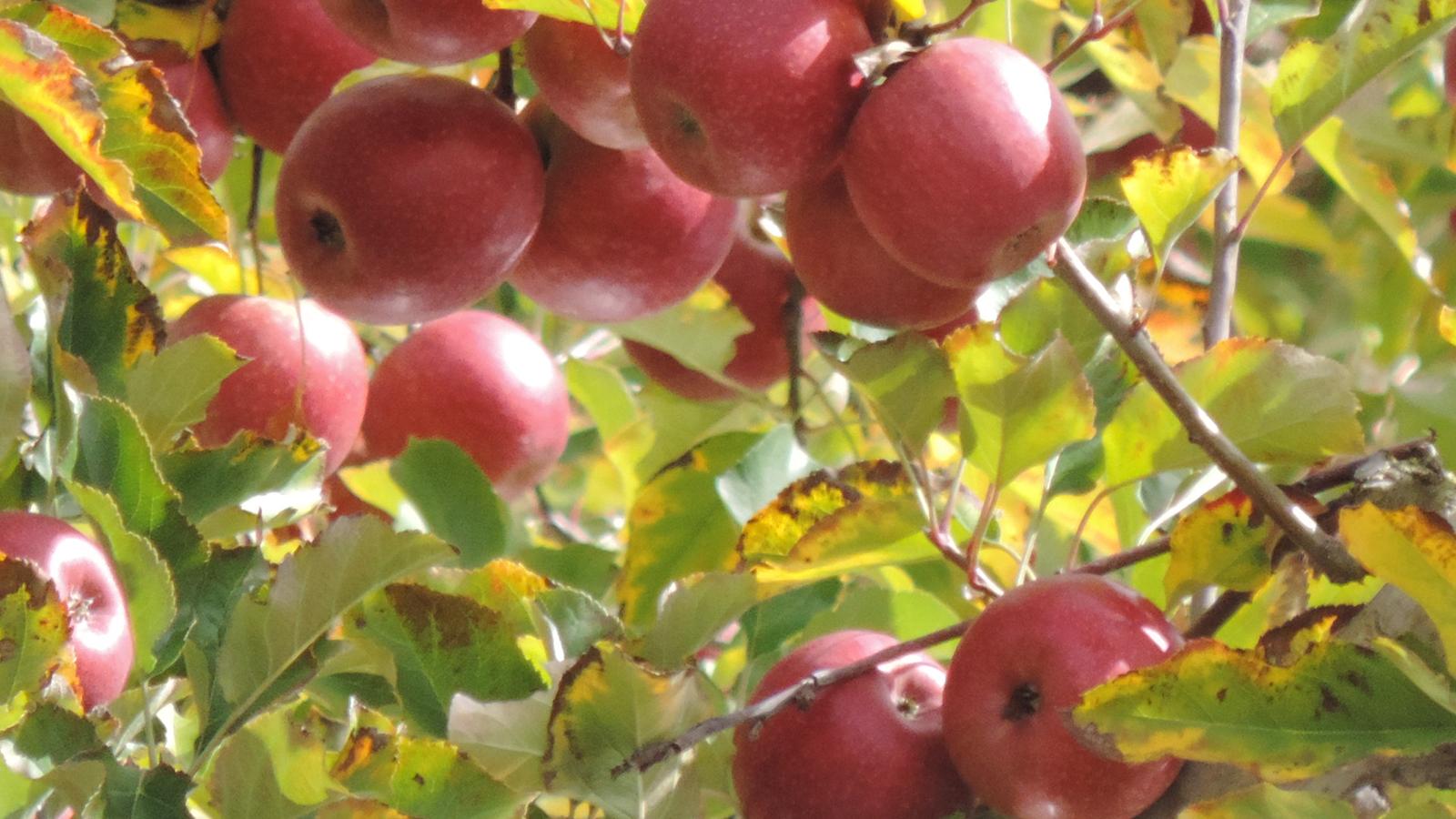 Pink Lady apples growing in Queensland's Granite Belt