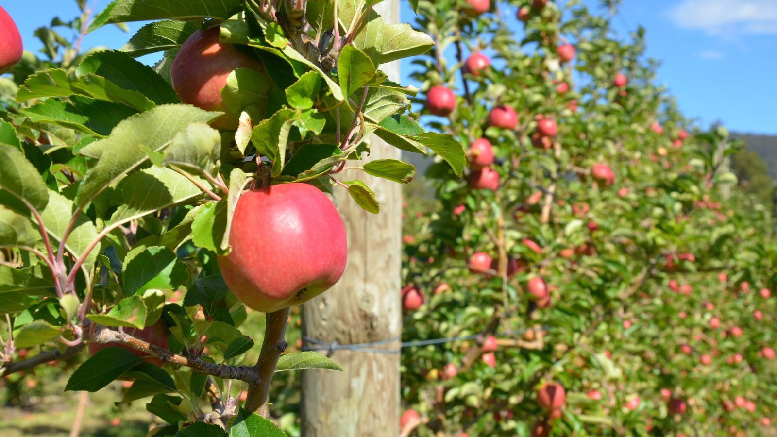 Ripe apples growing in a Tasmanian orchard