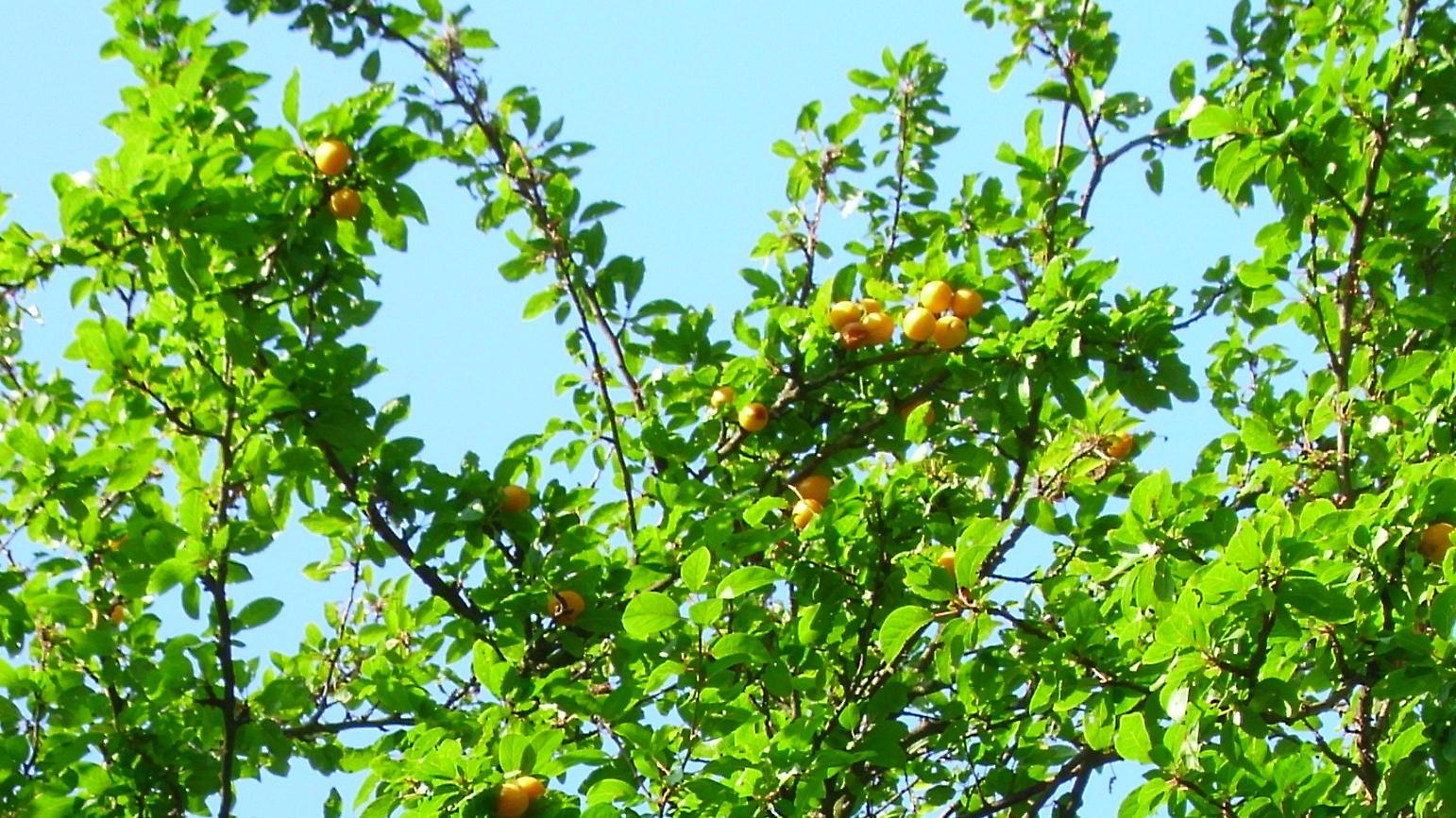 Mirabelle plums ripening on a tree against a blue sky