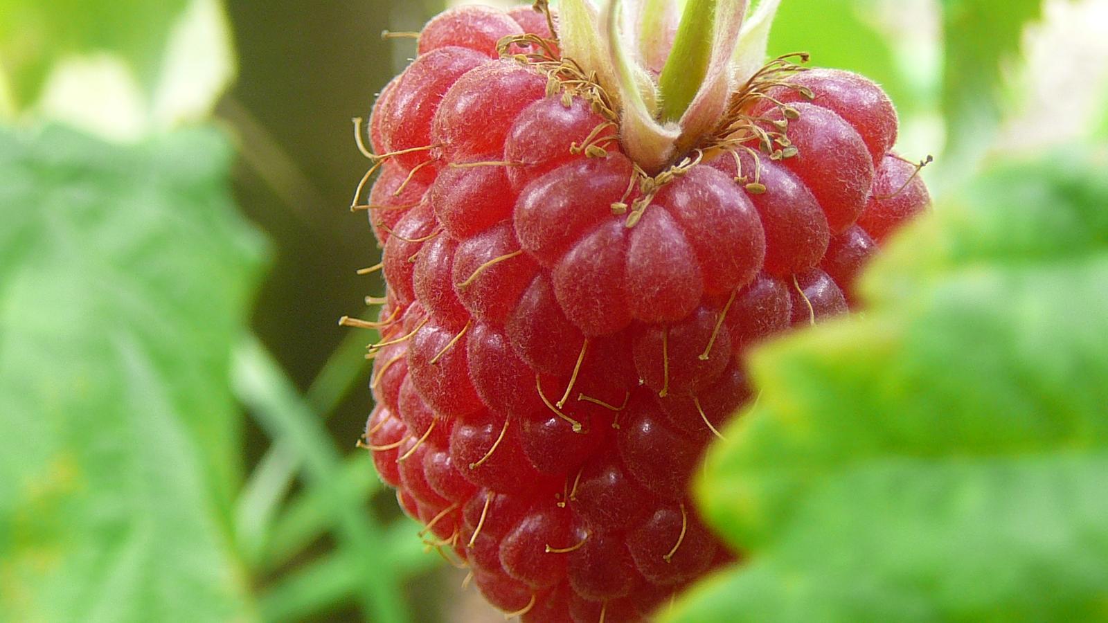 Ripe raspberry still attached to the cane, ready to pick