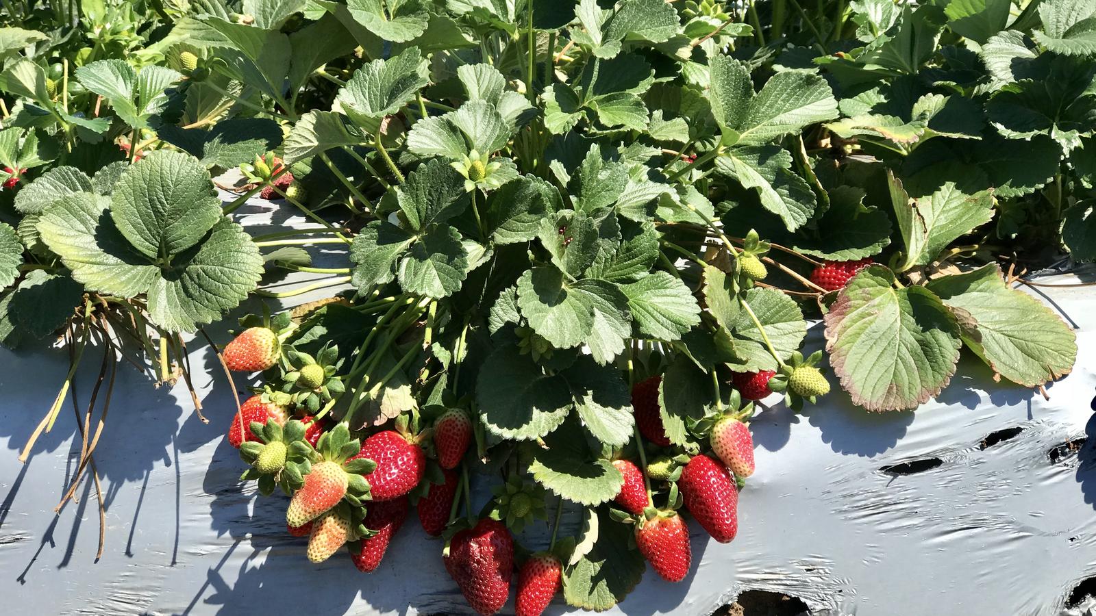 Ripe strawberries growing on the plant at a farm