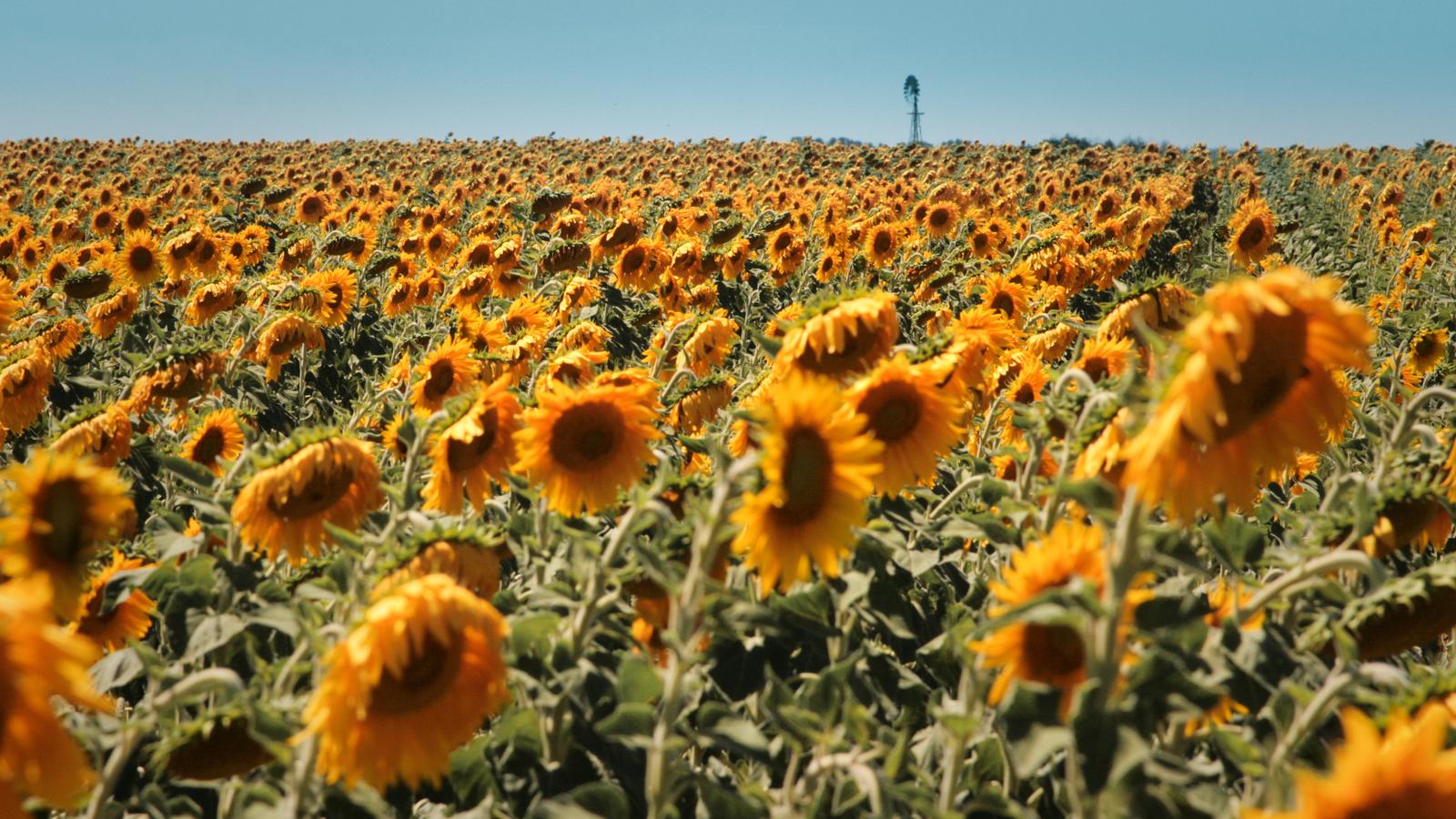 Field of sunflowers growing under a clear blue sky
